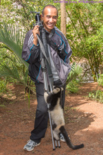 ruffed lemur climbing tripod